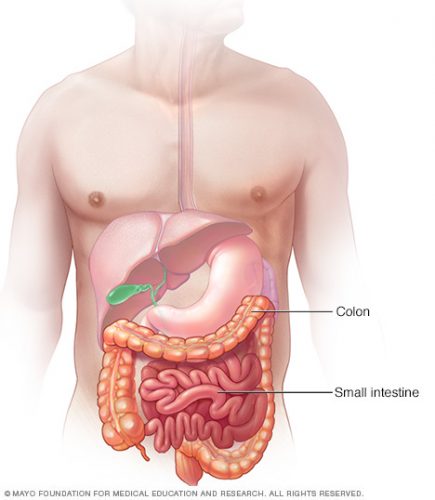 Diagram of the small and large intestines.