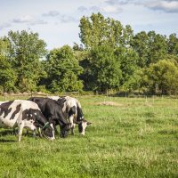 3 Reasons to Include Dairy in a Plant-Based Diet