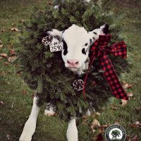 Holiday traditions, dairy farm style!