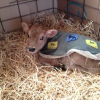 Just Chillin’– Keeping Dairy Cows Comfy in the Winter